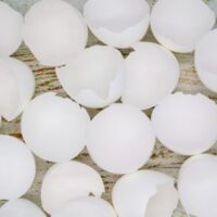 EggShell2 EggShell2